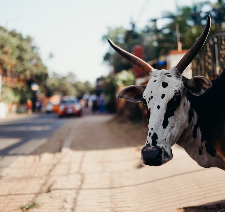 india
