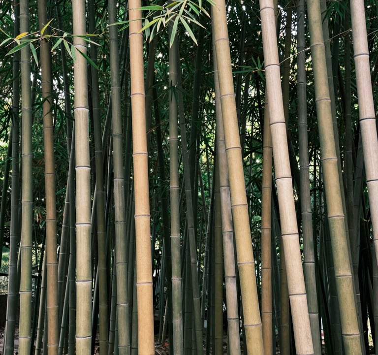 A tall vertical shot of a serene bamboo grove with deep forest green leaves and warm beige stalks. The composition is clean and artistic, capturing the tranquil and luxurious essence of nature.