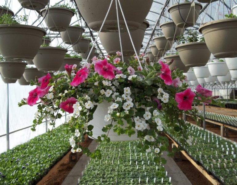 Thousands of Beautiful Hanging Baskets