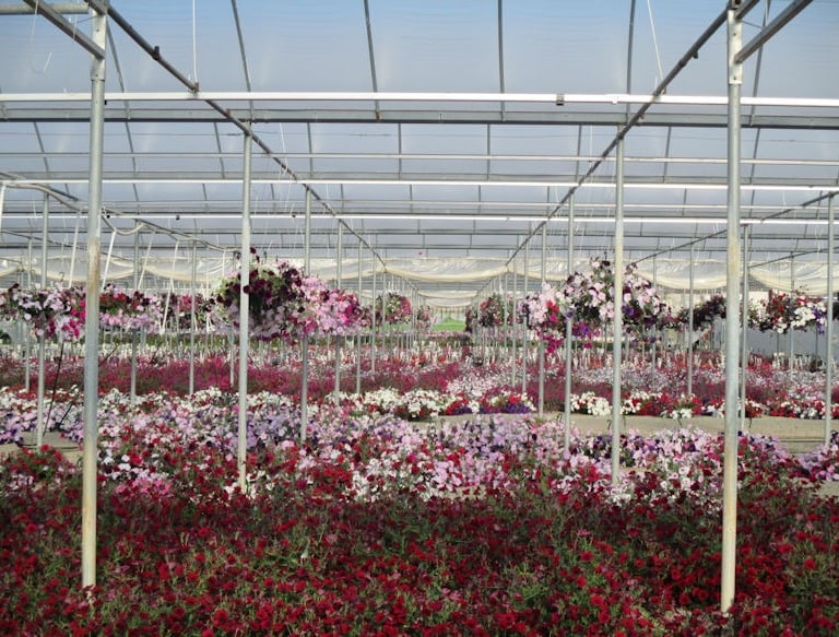 80,000 sq ft Flower Farm