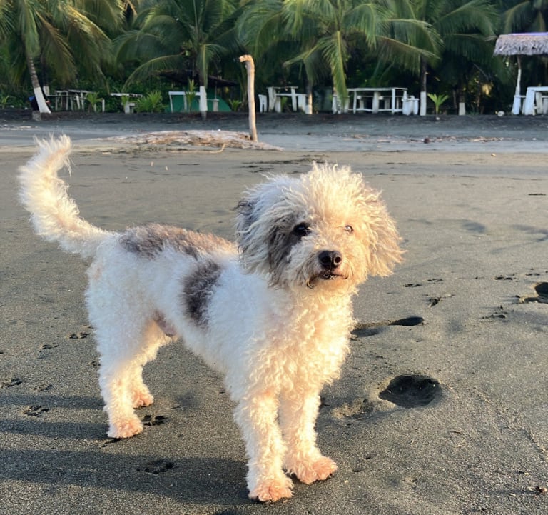 bobby the poodle at camping babsita on the carribean coast in costa rica on the beach