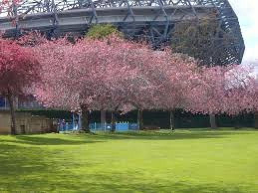 Spring blossom, Roseburn Park