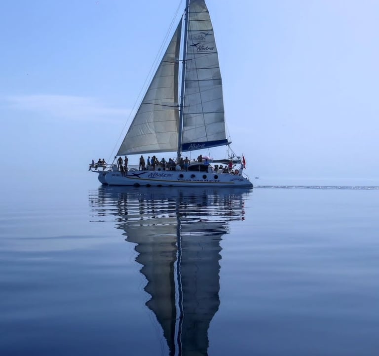 Albatros gallery