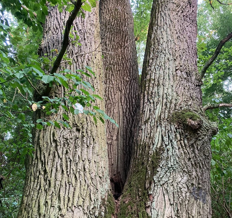 Las Komorowski - 300 letni dąb, pomnik przyrody