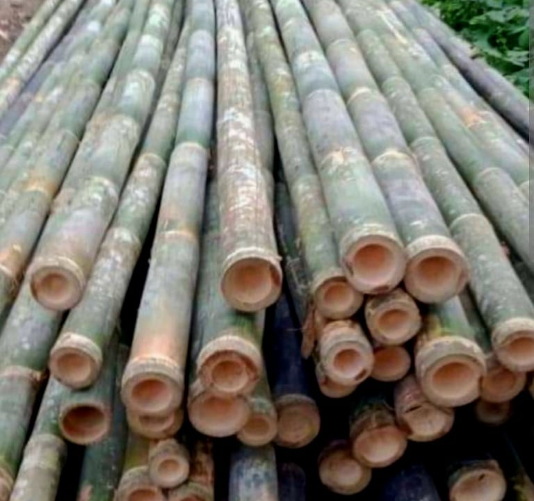 bambu kayu