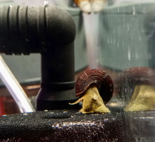 Rabbit Snail