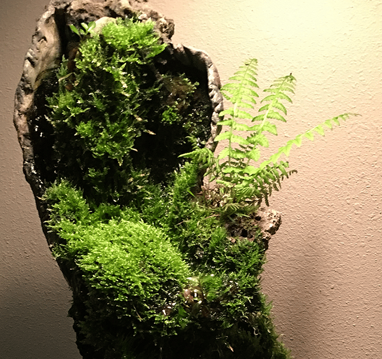 Indoor waterfall by Phil Mikkelson featuring dense Java moss, sculpted stone, and ferns soft lightin