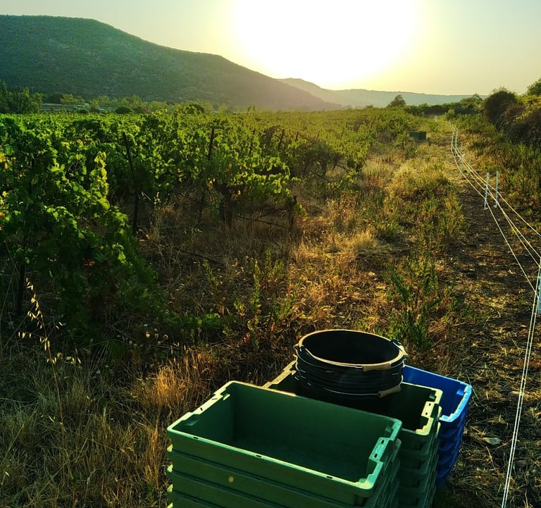 vendanges soleil levant dans vignes bio