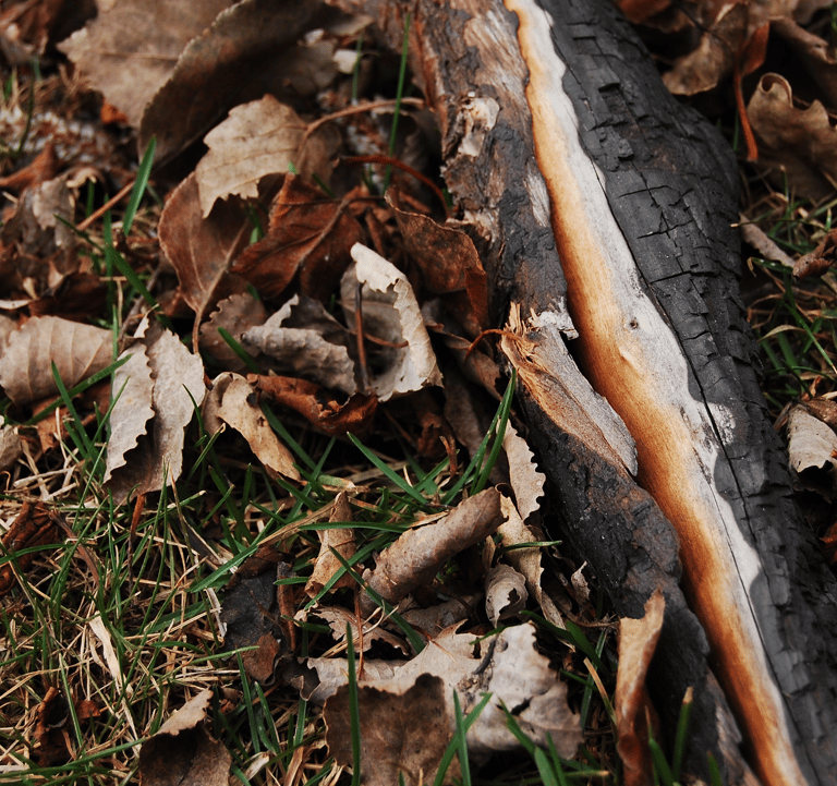 Broken tree branch in a pile of dried leaves