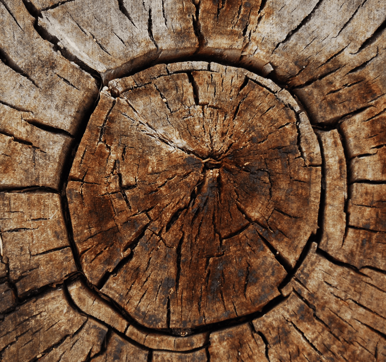 Up close of the top of a tree stump