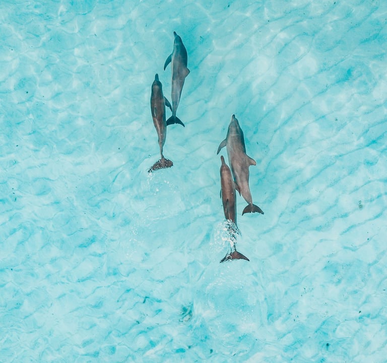 groupe de dauphins dans eau turquoise 