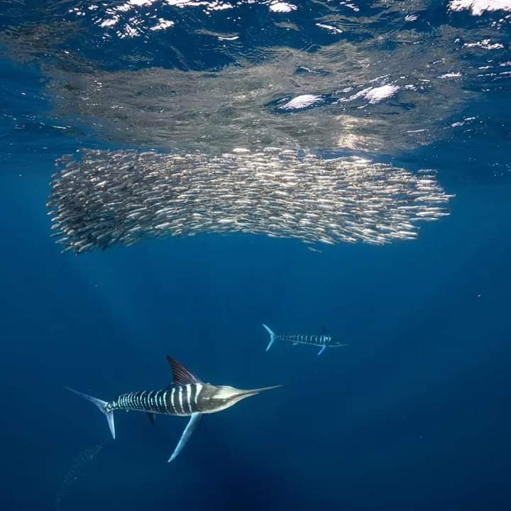 Open ocean safari tour