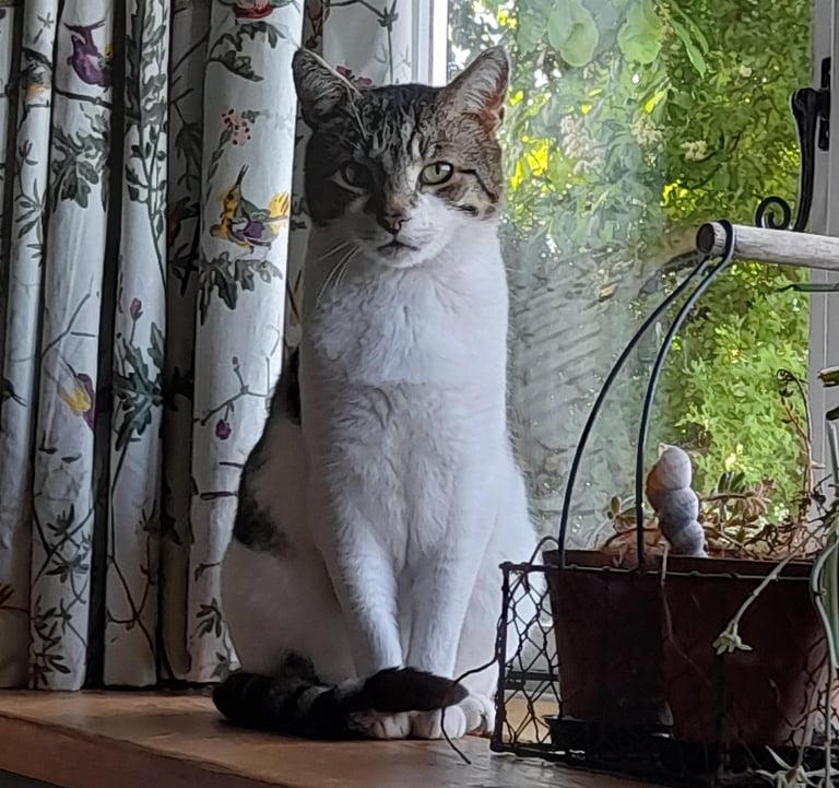 Wilbur looking majestic by the window