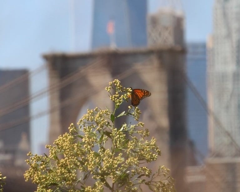 Rencontre papillon avec son environnement