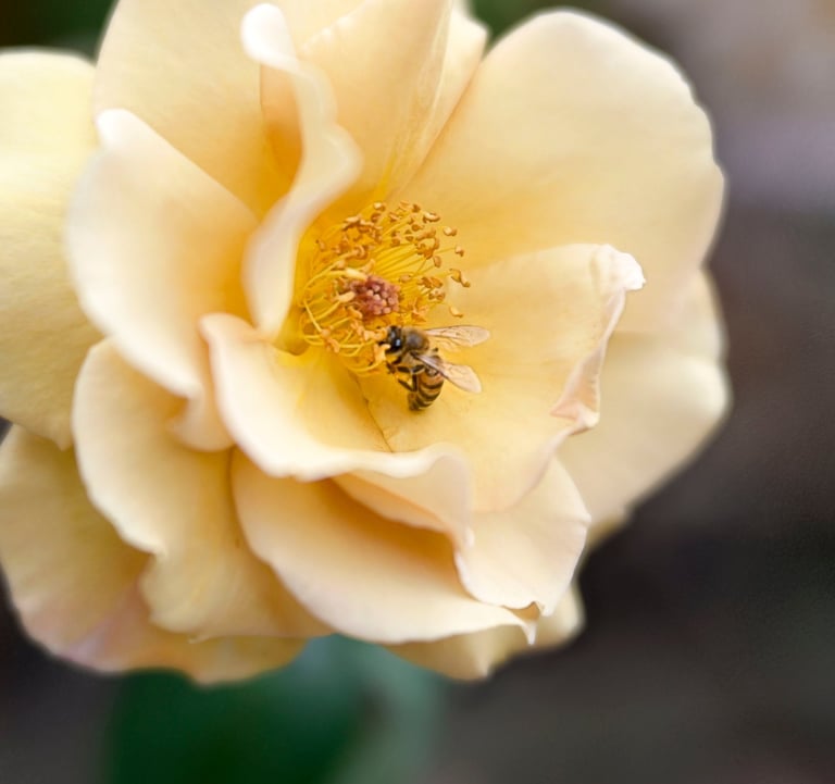 Butterscotch, Large-Flowered Climber. 