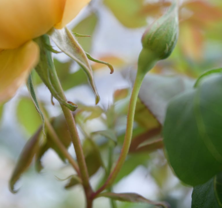 Butterscotch, Climbing Rose USA, before 1985