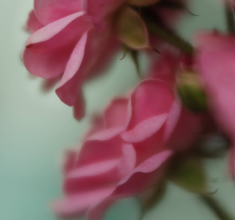 The Fairy - Polyantha 1932, UK