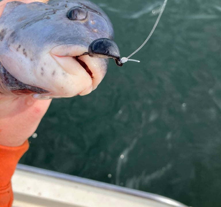Tog / blackfish / Tautog caught on our Hurst Tackle Supply Jigs