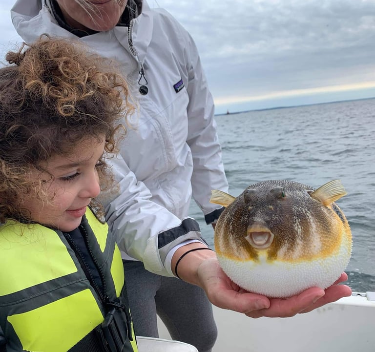 Little girl admiring her Northern Puffer Fish