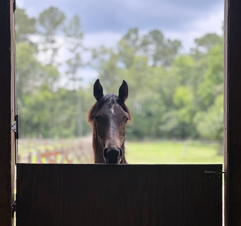 Young Arabian filly looking over a barn door at the camera.