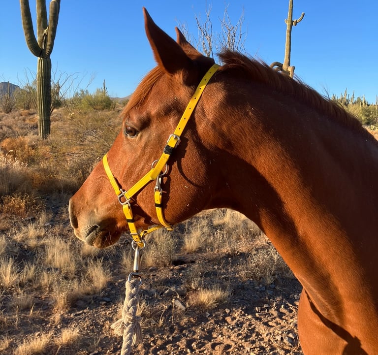 A photo of a beautiful chestnut Arabian looking into the distance.