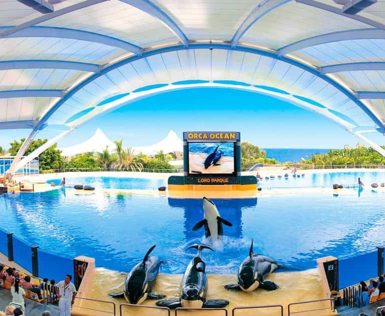 a group of dolphins in a large open air show