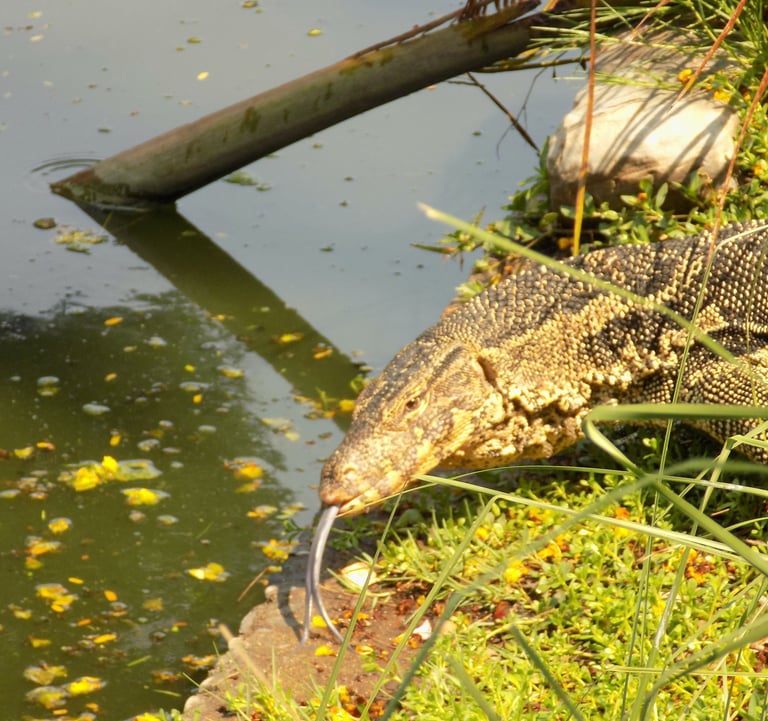 A friendly komodo dragon in Thailand