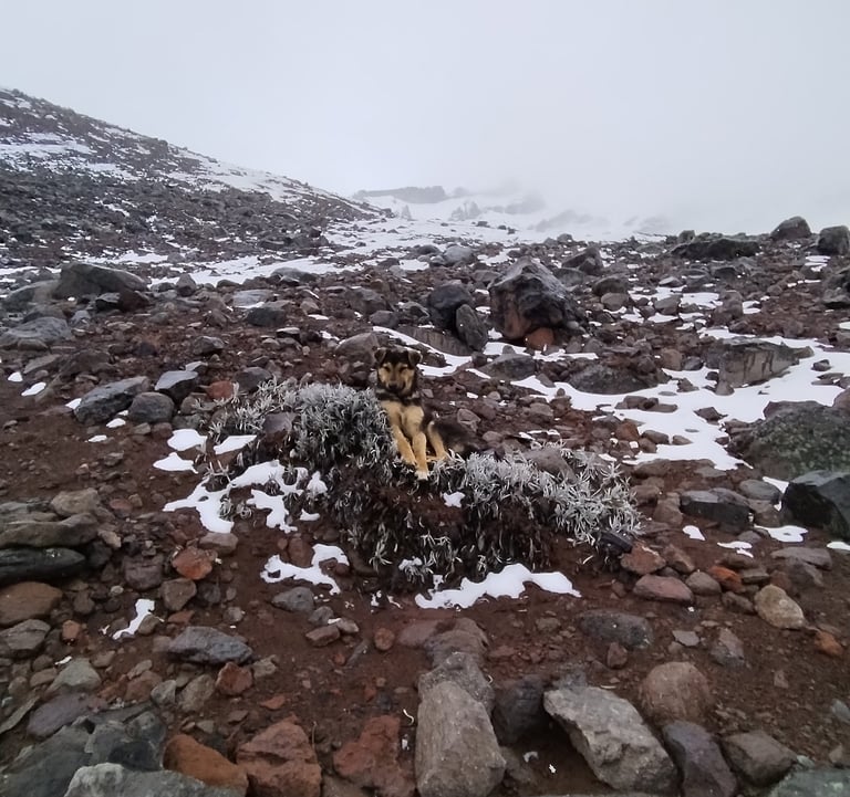 viajar al Chimborazo