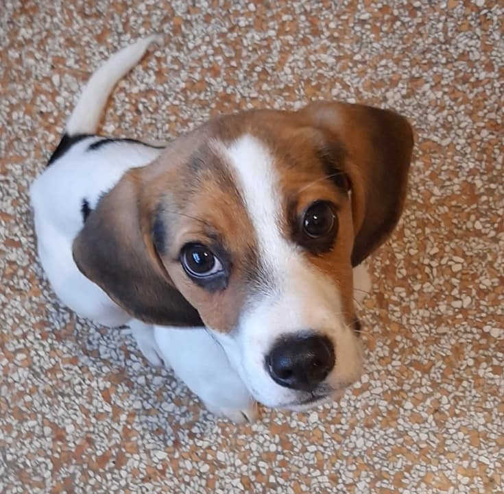 Čuvanje i šetnja pasa, Hotel za pse, Zagrebački duhek