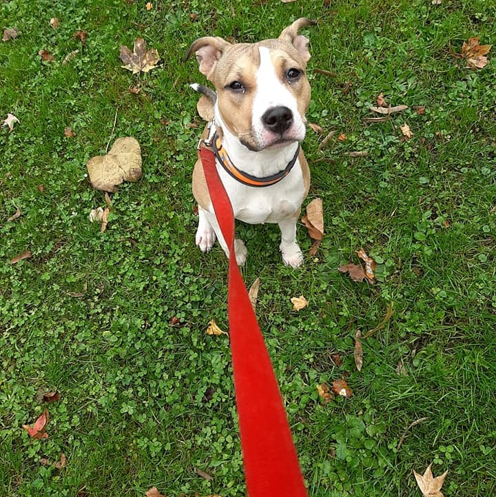 Čuvanje i šetnja pasa, Hotel za pse, Zagrebački duhek