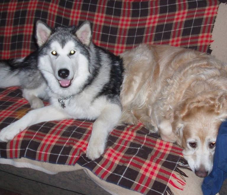 Čuvanje i šetnja pasa, Hotel za pse, Zagrebački duhek