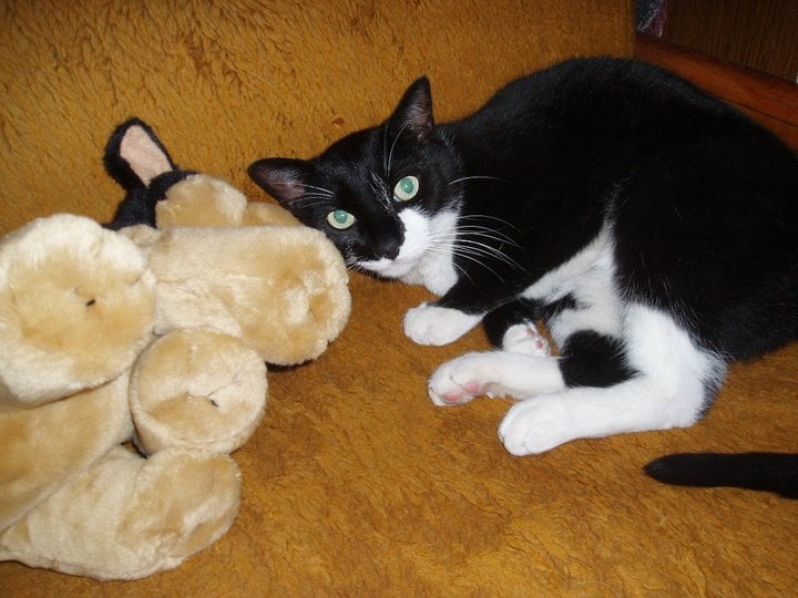 Hotel za mace, Zagrebački duhek