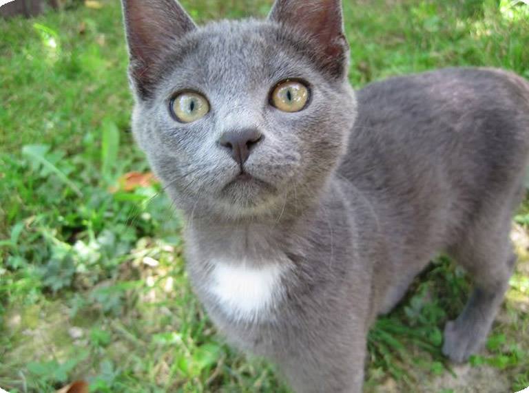 Čuvanje i šetnja pasa, Čuvanje i obilazak mačaka, Hotel za pse, Zagrebački duhek