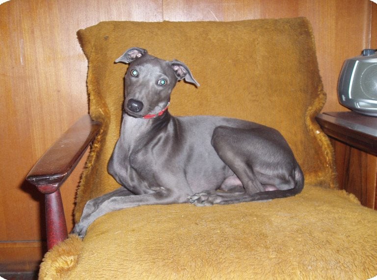 Naš omiljeni hrtić