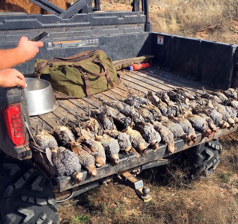 A successful harvest of Texas Panhandle Quail laid out in a row after an upland bird hunt.