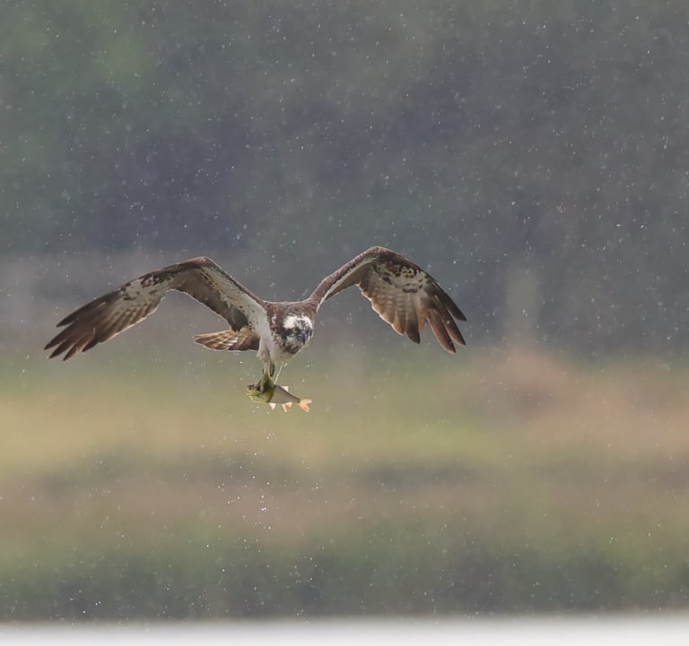 a bird with a fish in the air