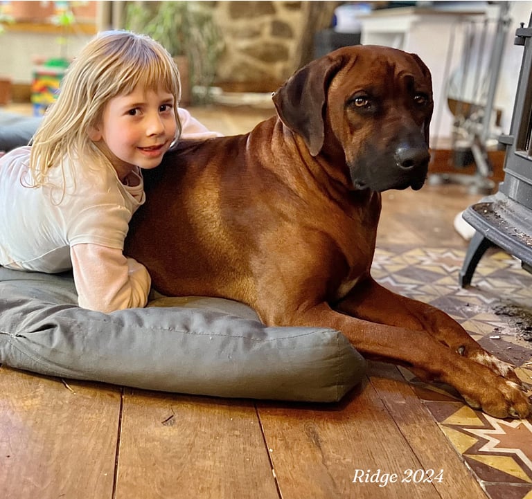 Père Rhodesian Ridgeback calme et équilibré, vivant en famille aven un enfant en France