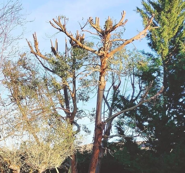Un arbre avec les branches coupées, après élagage