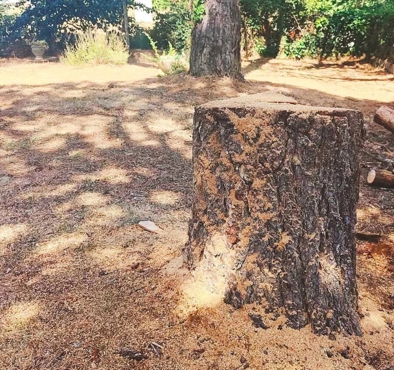 Une souche d'arbre après un abatage