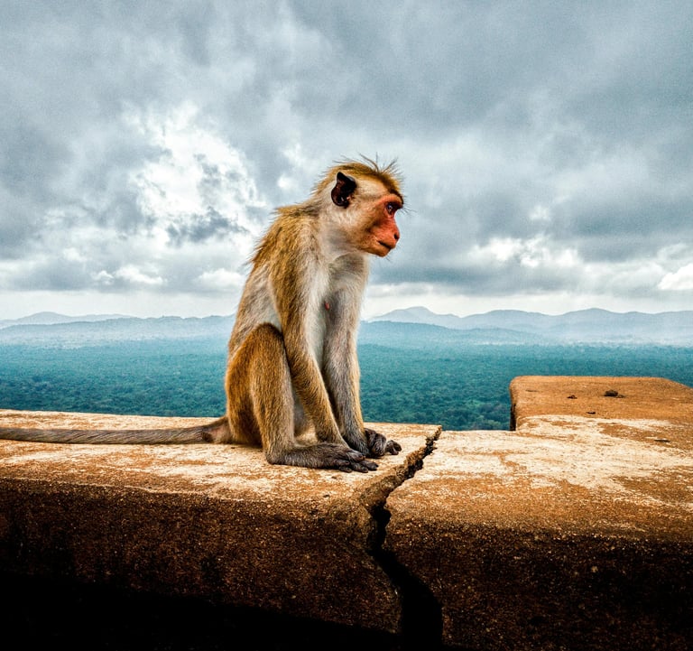monkey indian sri lanka