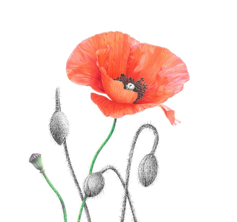 Poppies drawing