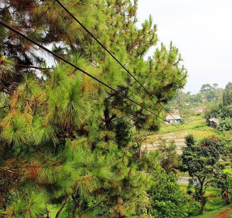 Flying Fox at GRIYA SAWAH LEGA - VILLA BUNGALOW RESORT
