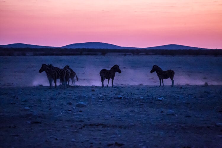 Zebras at Dusk
