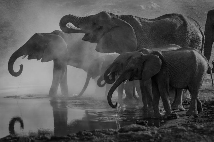 Elephants at the Waterhole