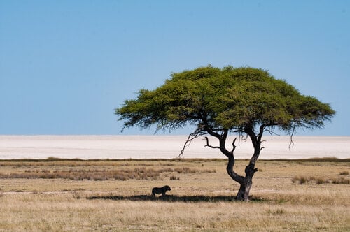 Animal under Tree