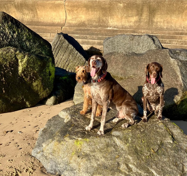 Three dogs on holiday on the beach