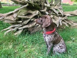 Pads dog Helga photo