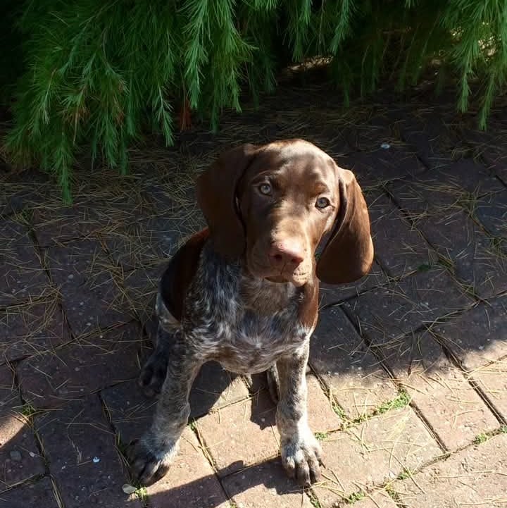 GSP puppy