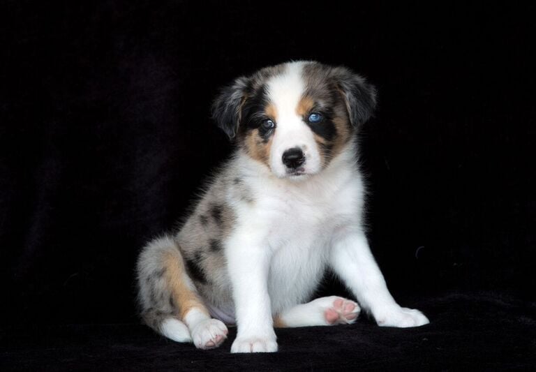 tri blue merle border collie puppies 