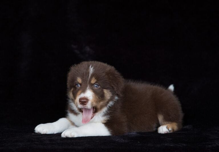 tri chocolate border collie puppies 